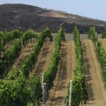 Il vigneto di Cirò