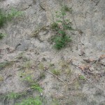 Il terreno sabbioso della parte alta di Castelfranci