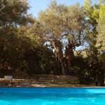 La piscina circondata da olivi millenari