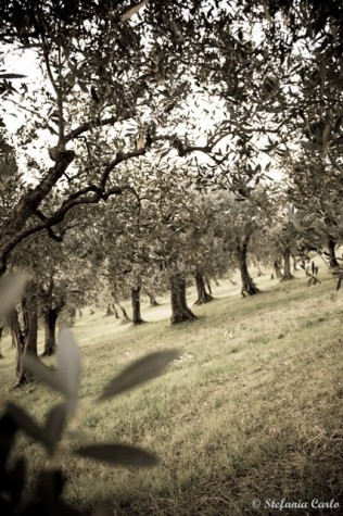 Storie di Uliveti & Pascoli