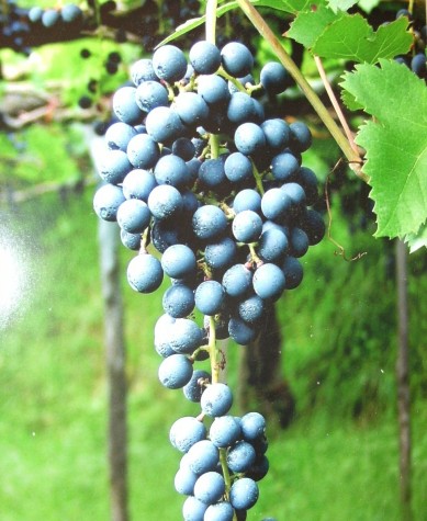 Grappolo di Tintore