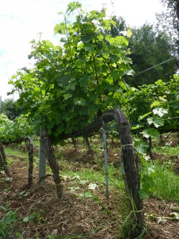un ceppo di Cabernet Sauvignon a Montevetrano foto monicapiscitelli