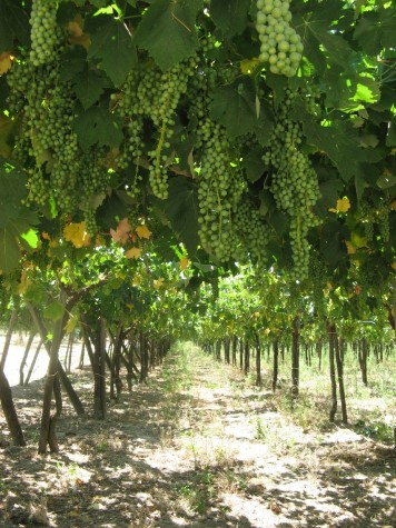 La vigna