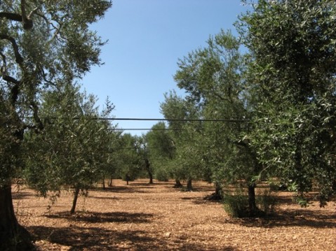 Piante di olivo