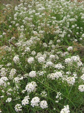 Fiorellini bianchi di campo