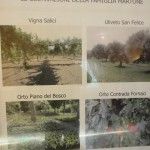 Le coltivazioni della famiglia Martone Le coltivazioni della famiglia Martone