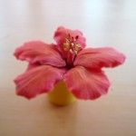 Hibiscus