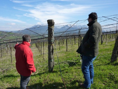 Vignba Sopra il Bosco. La tramontana del Matese non scherza