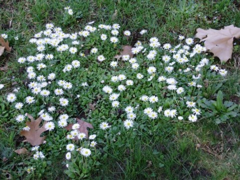 Risotto Tenuta Montelaura1 Ortiche, menta, margheritine