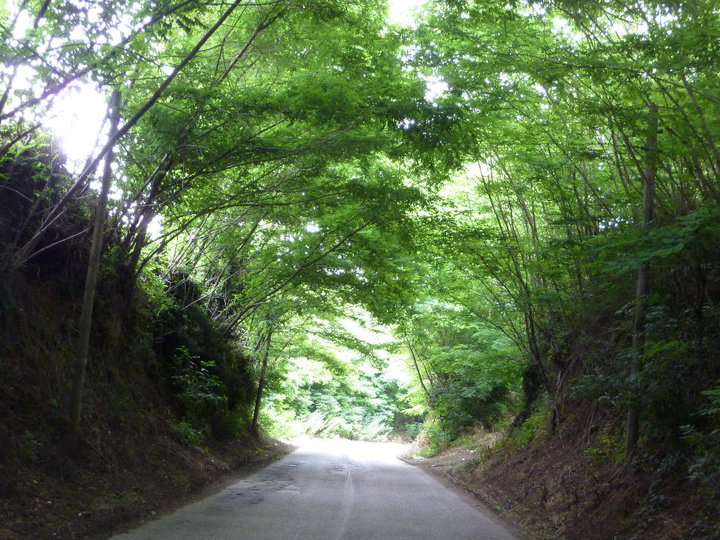 Attraverso i boschi nel Parco di Roccamonfina - foto: m.p.