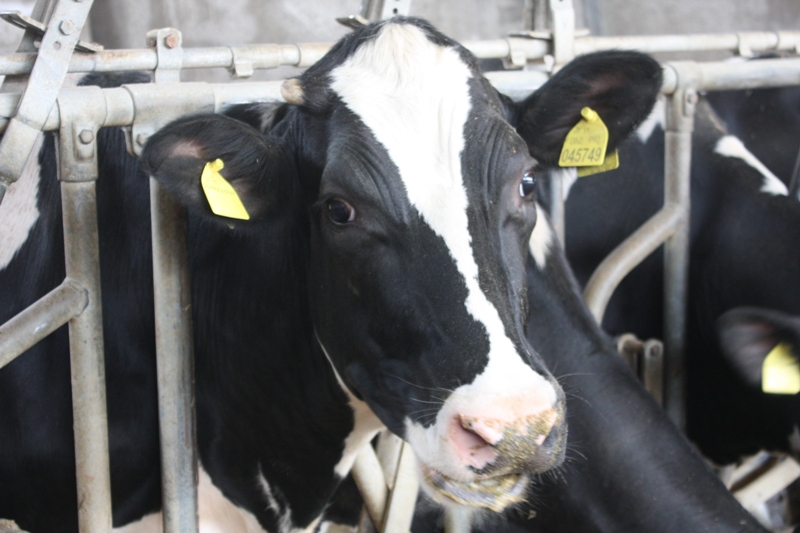 Azienda Agrigola Di Palma