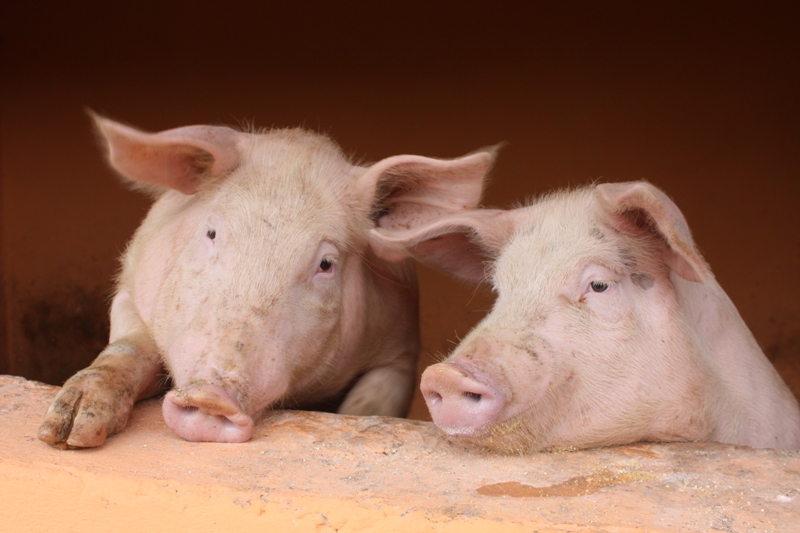 Azienda Agrigola Di Palma