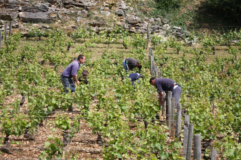 Giovani al lavoro nei campi