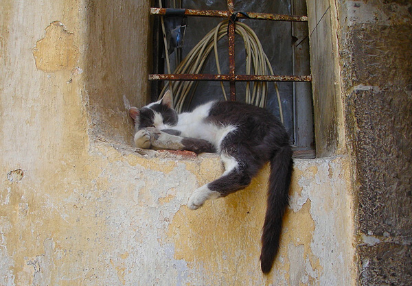 Gatto di Taggia
