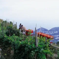 La Vigna Frassitelli a Ischia