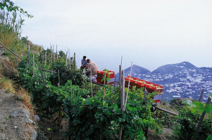 La Vigna Frassitelli a Ischia