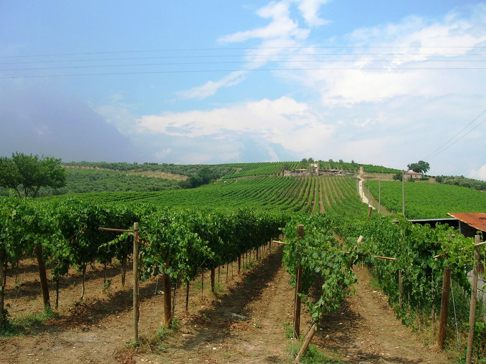 Le curate vigne di Lorenzo Nifo (foto Alessandro Marra)
