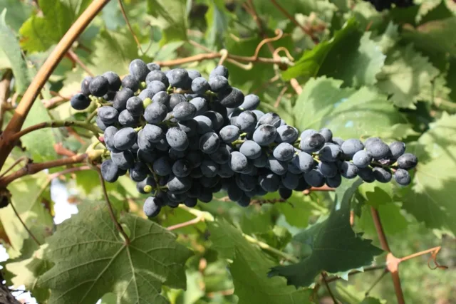 Grappolo di barbera del Sannio