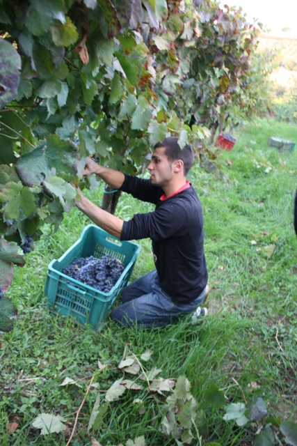 La vendemmia dell'aglianico