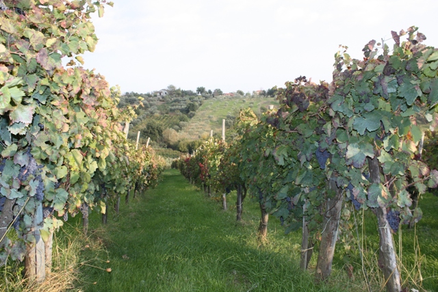 Le vigne Caudium