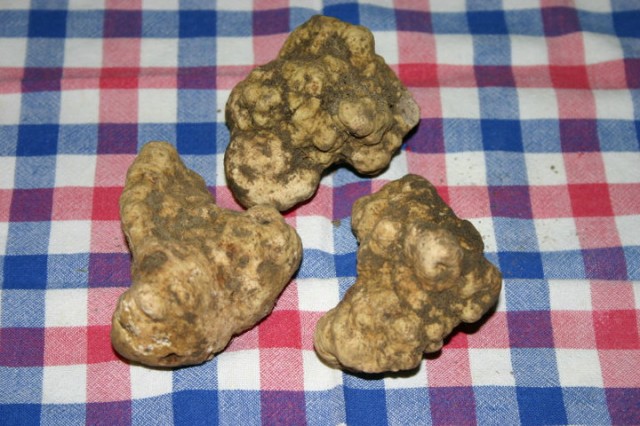 Tartufo bianco sannita (fotto Associazione tartufai)