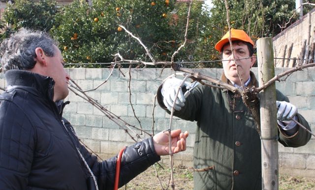 Alla ricerca del tralcio "buono"
