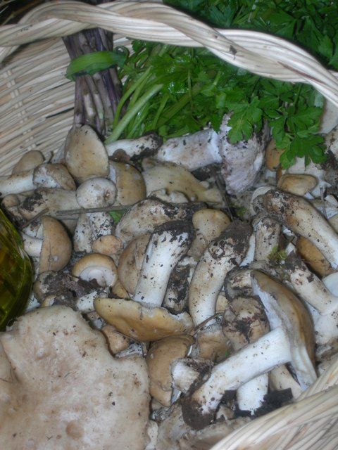 Un bel cesto di virni