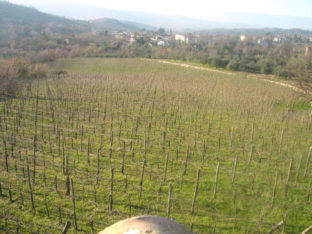 La vigna di Fulvio, soleggiata anche d'inverno