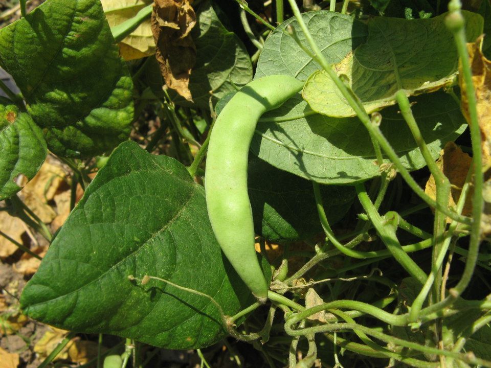 Pianta fagiolo