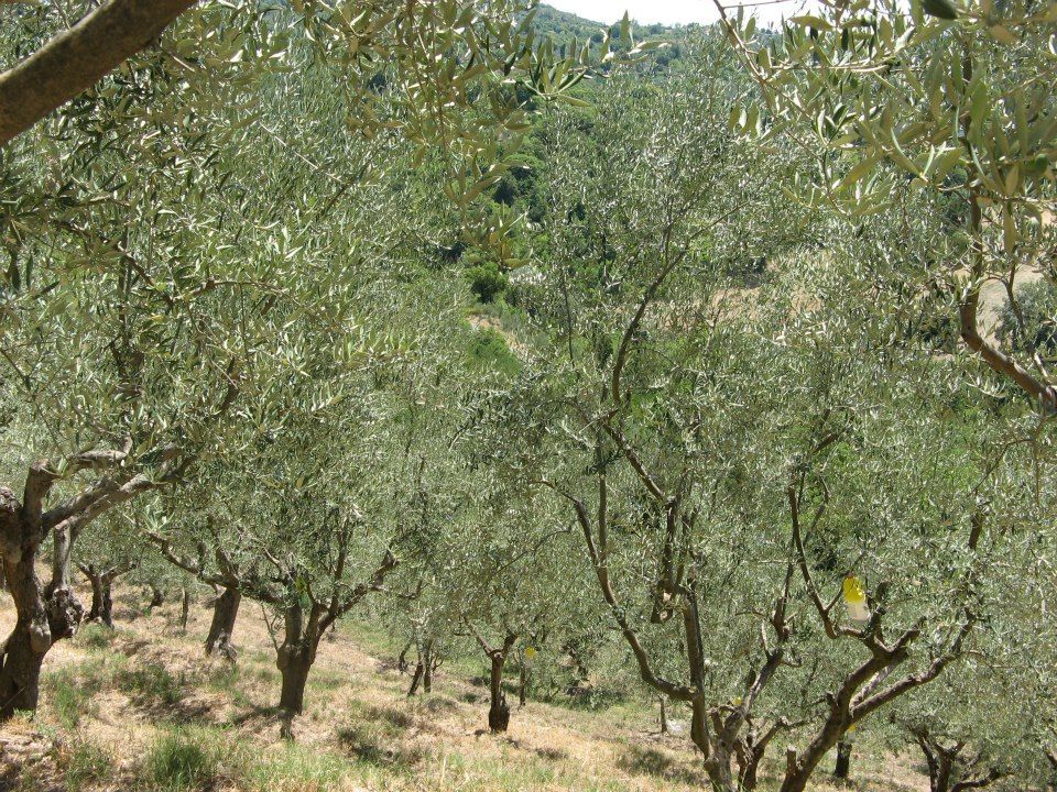 Gli uliveti Genticore