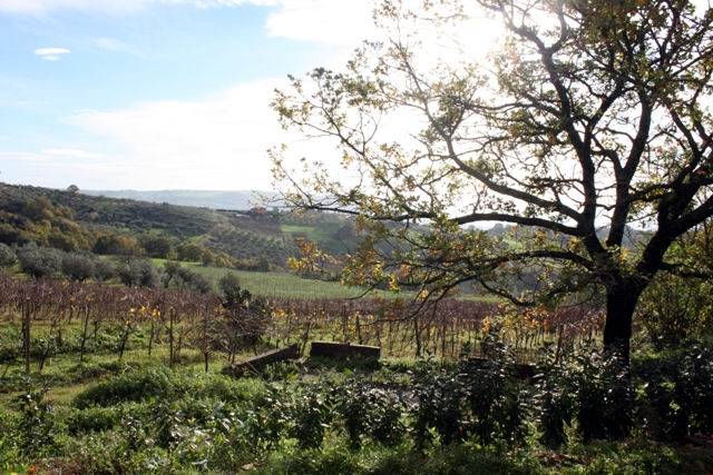 Fosso degli Angeli - La vigna fiano