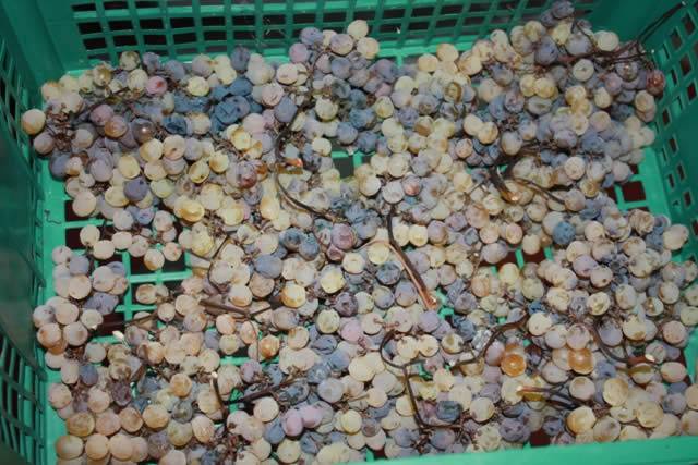 Fosso degli Angeli - Appassimento uva fiano