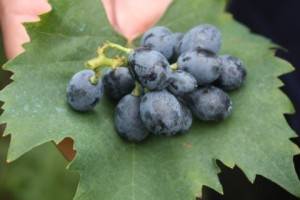 L'uva tipica castelvenerese