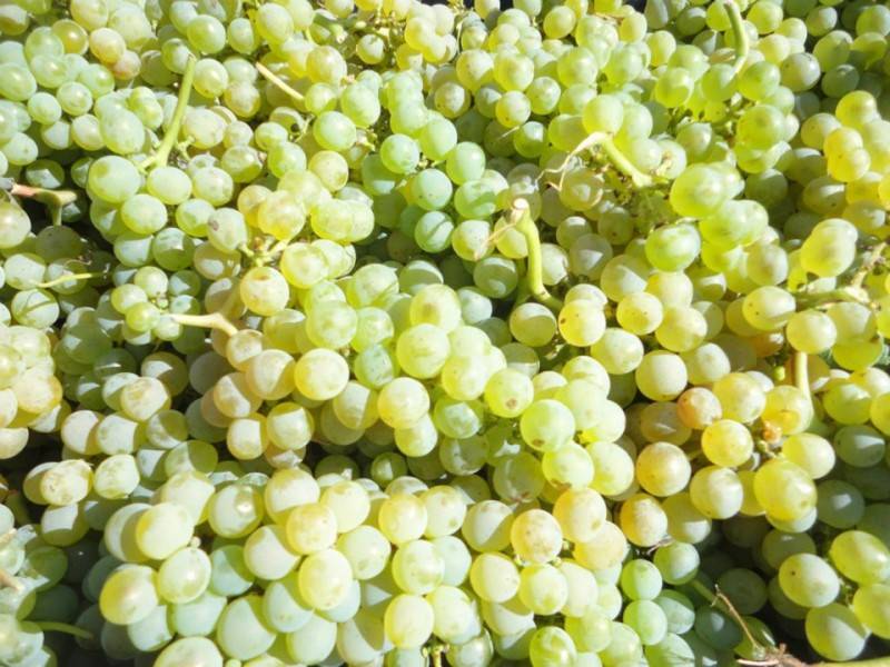 Fiano di Avellino