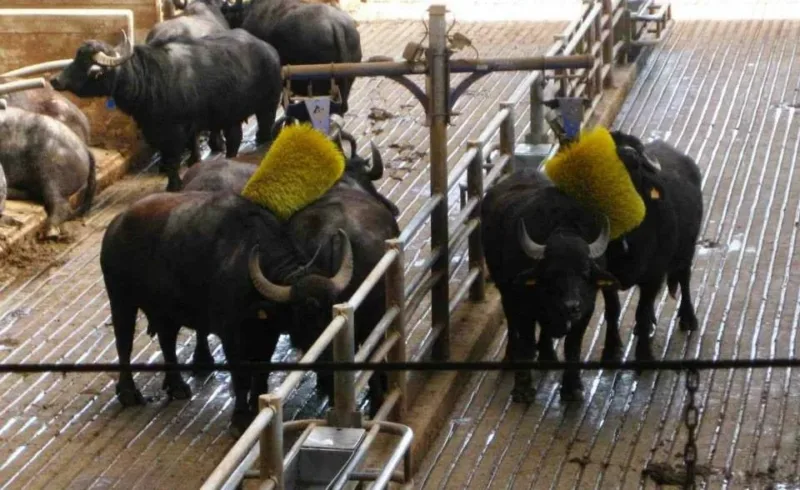 Vannulo, le bufale si spazzolano e fanno la doccia