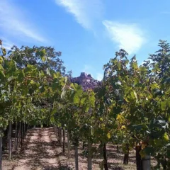 Carlo Di Lonardo - Guardia tra le viti