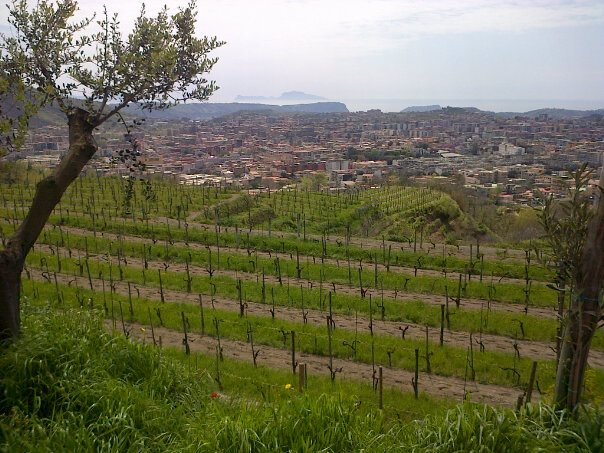 Colle Rotondella, la vigna da cui nasce il Piedirosso. Sullo sfondo: Agnano e la collina di Posillipo