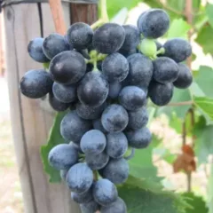Grappolo dell'uva storica castelvenerese