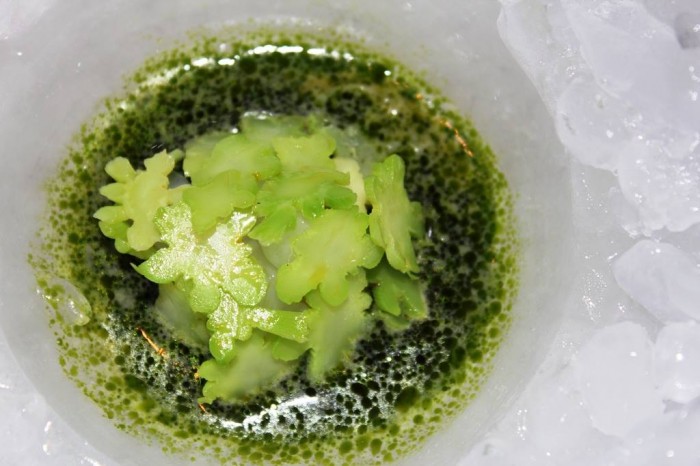 Noma, squid and fennel