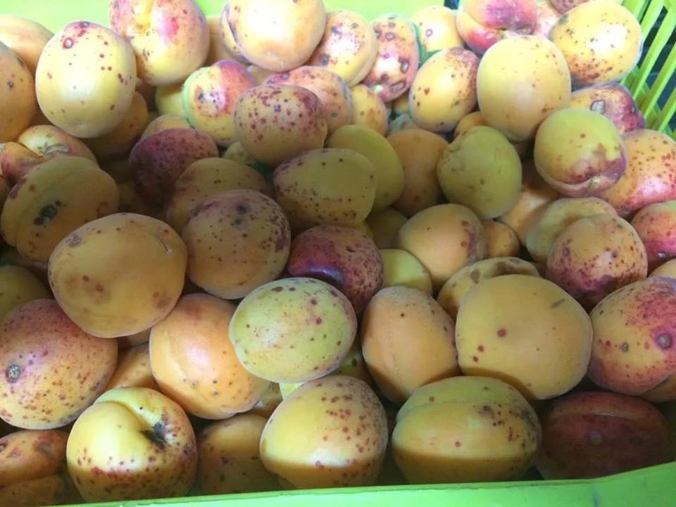 Albiccocche vesuviane