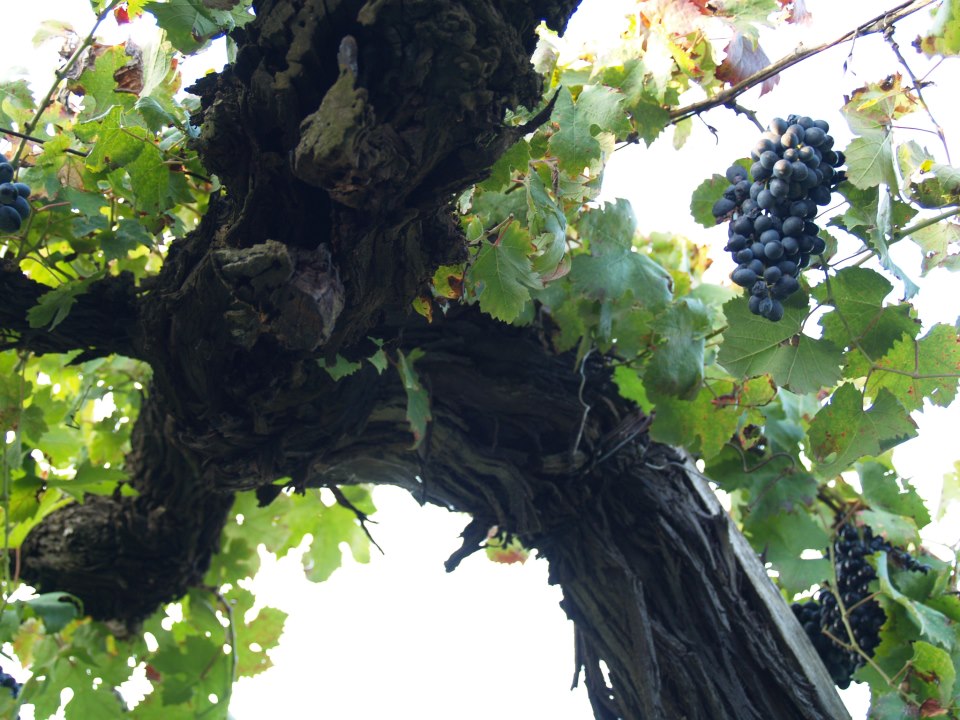 Barbera/barbetta: l'uva nel vigneto del 1968