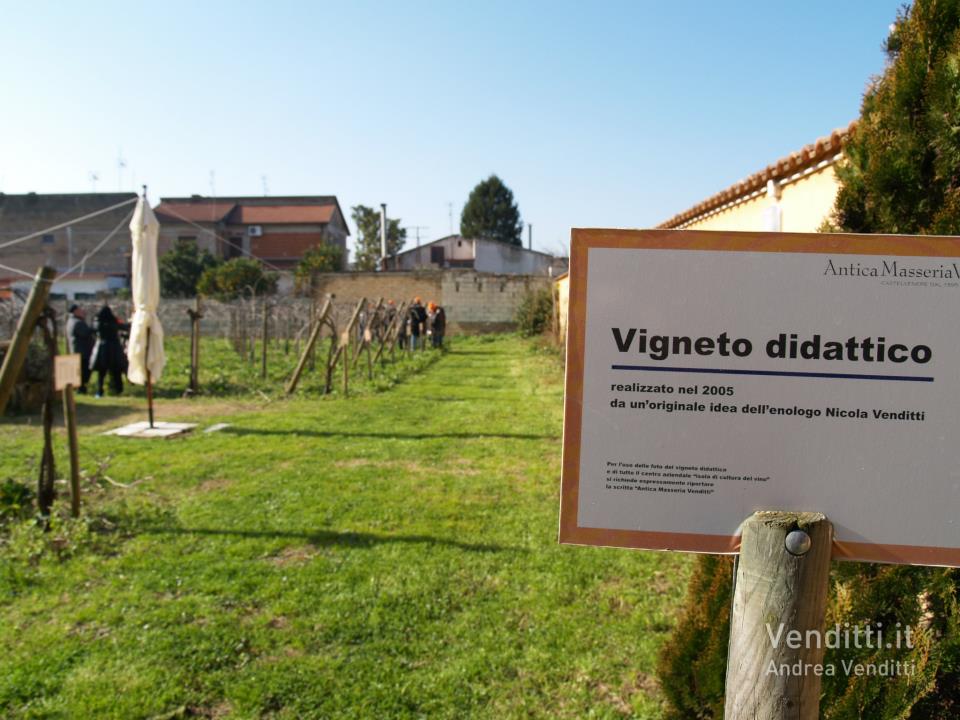 Vigneto Didattico
