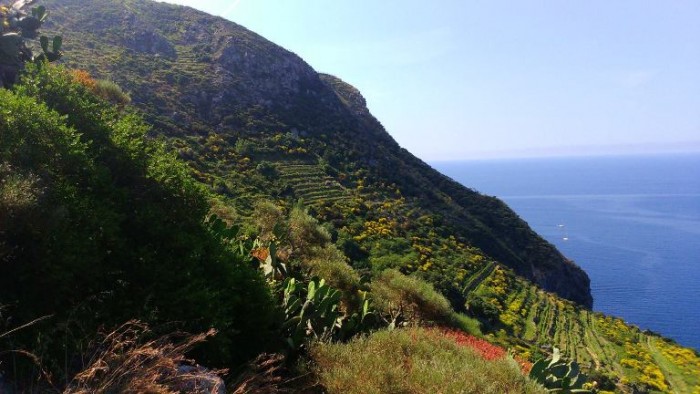 Antiche Cantine Migliaccio, vigne 