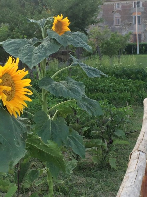 Kriò Mare, uno scorcio dell'orto