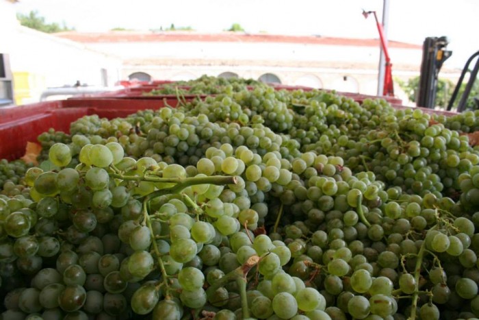 Alberto Longo, la Falanghina