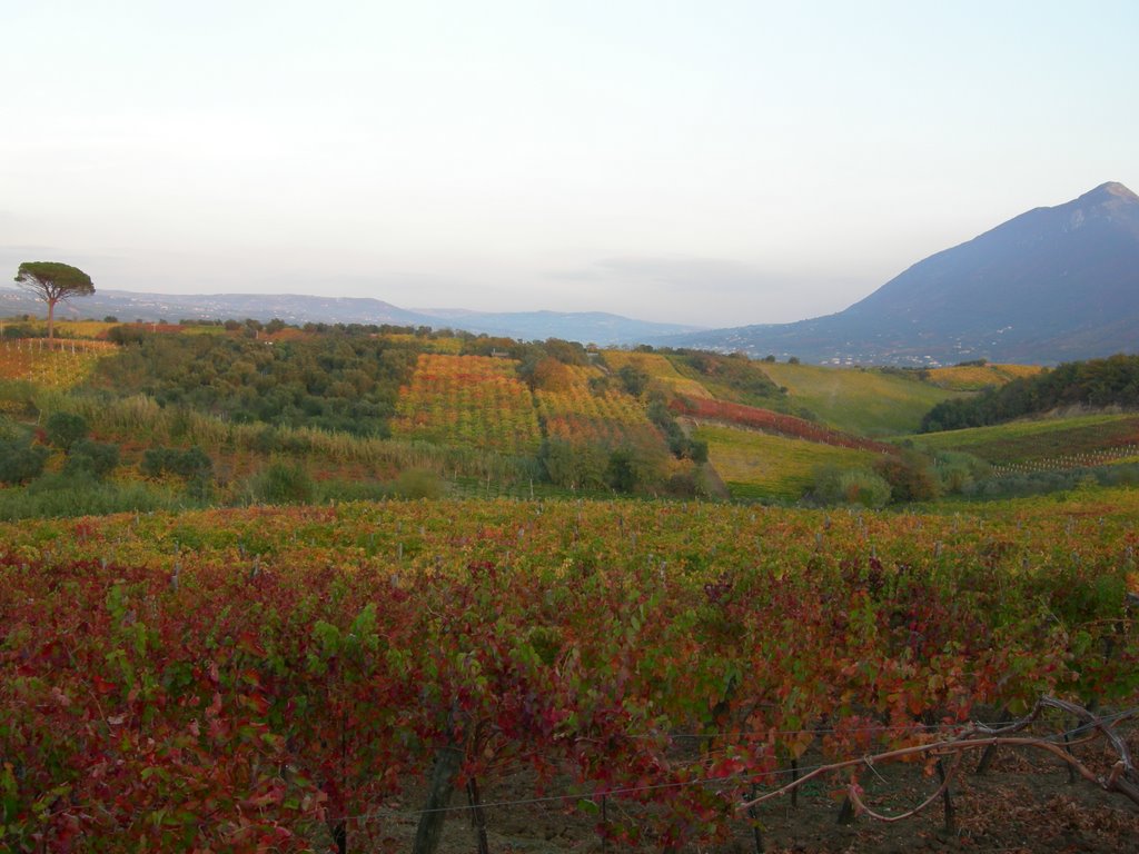 Le vigne della Valle del Calore a Castelvenere