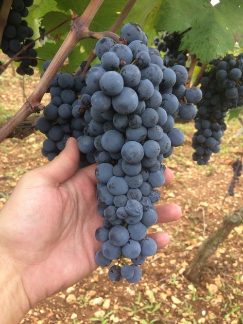 Cerfeda dell’Elba, un grappolo di primitivo di Manduria
