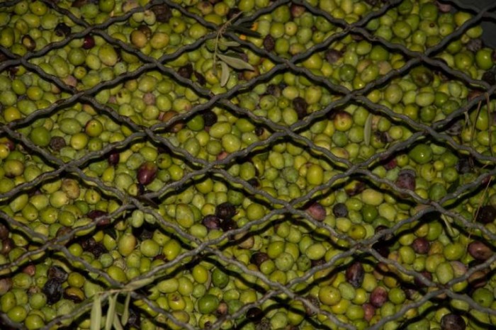 Lavorazione delle olive in frantoio