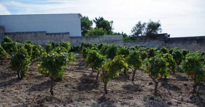 Tenute Eméra, alberelli