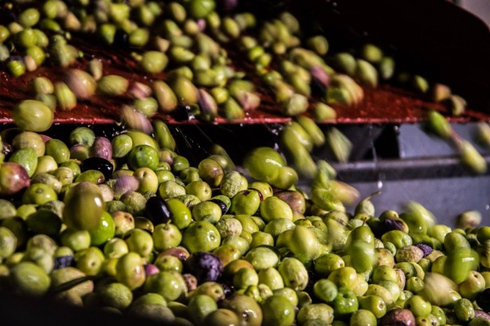 Varietà di olive in lavorazione
